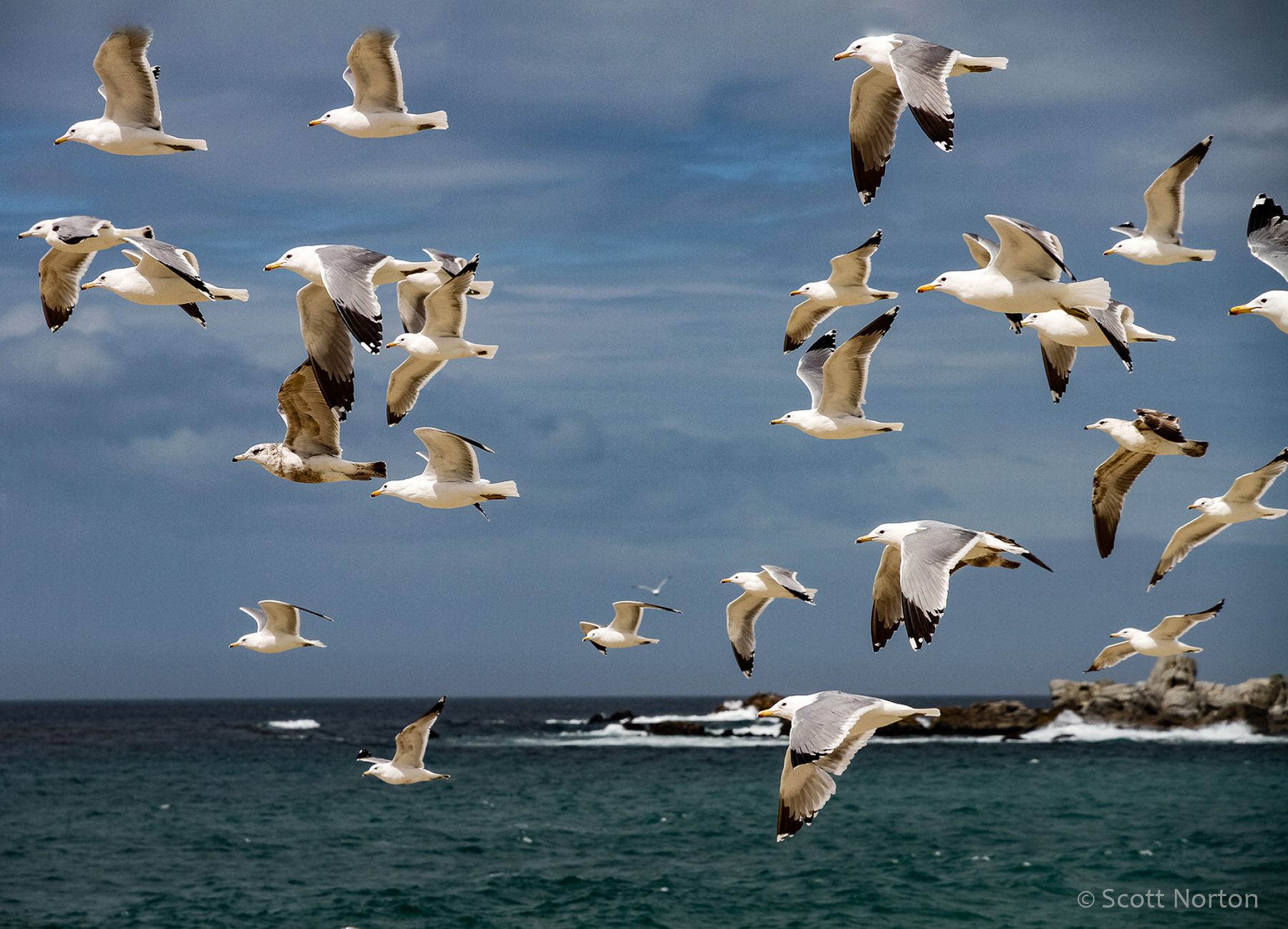 a flock of seagulls flying over carmel river beach by scott norton
