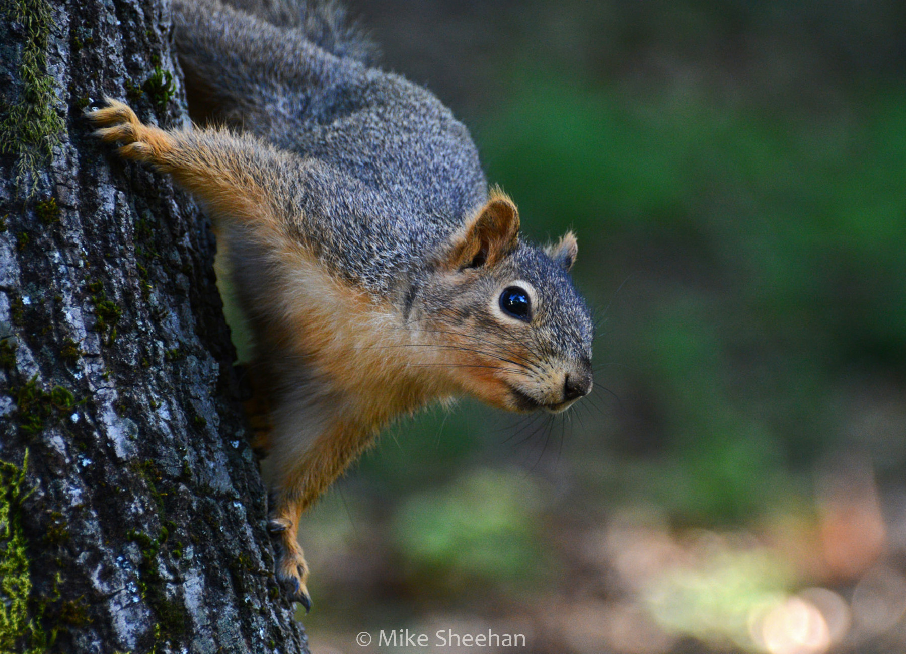 squirrel in a tree by mike sheehan