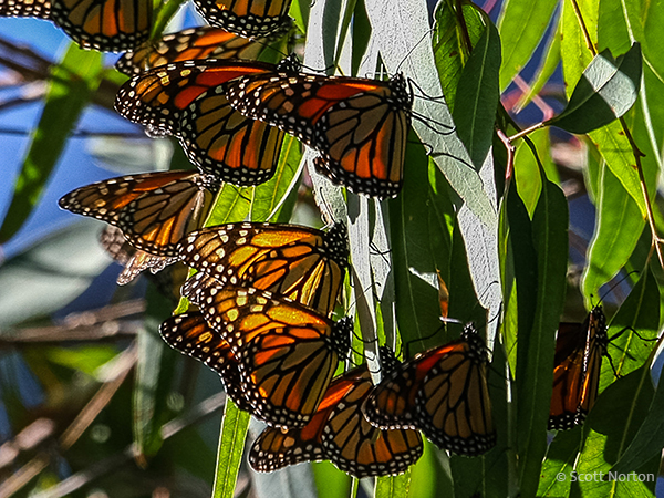 close up of monarch butterflies on leaves by scott norton