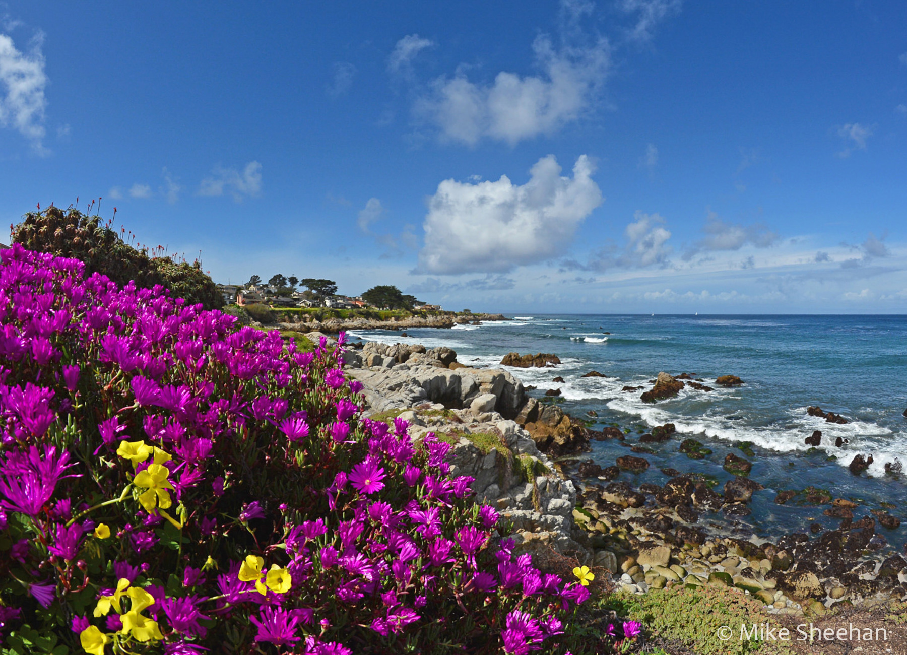 Pacific Grove by Mike Sheehan
